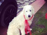 abruzzese maremman sheepdog
